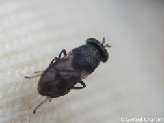 Discomyza