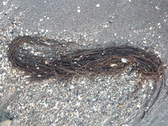 Gracilaria