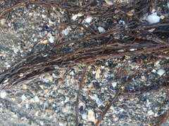 Gracilaria
