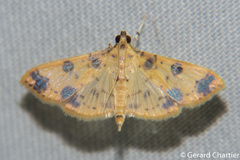 Patania plagiatalis