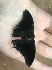Charaxes