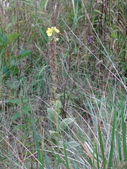 Verbascum thapsus