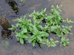 Veronica anagallis-aquatica