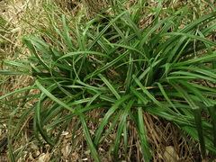 Carex trifida