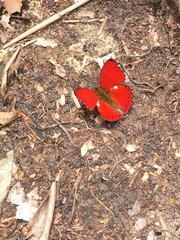 Cymothoe excelsa excelsa