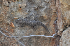 Tarentola mauritanica mauritanica