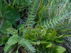 Pedicularis elongata