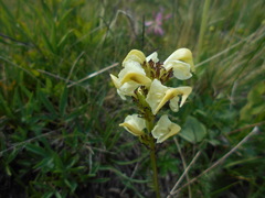 Pedicularis elongata