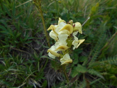 Pedicularis elongata