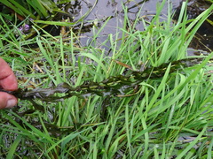 Potamogeton perfoliatus