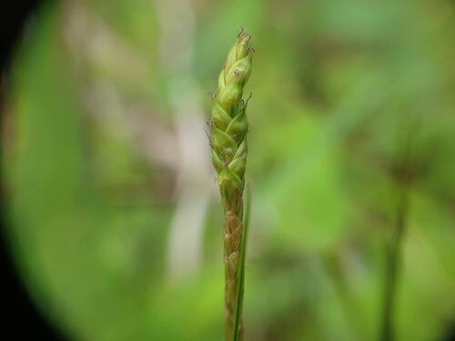 Handsome sedge (Carex formosa)