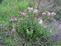 Eupatorium cannabinum