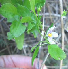 Solanum guineense