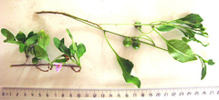 Solanum guineense