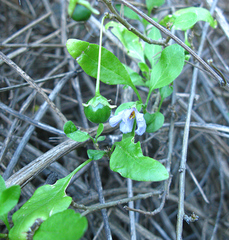 Solanum guineense