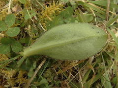 Craspedia robusta pedicellata