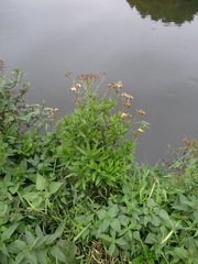 Jacobaea paludosa paludosa