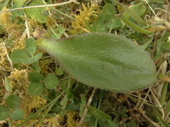 Craspedia robusta pedicellata