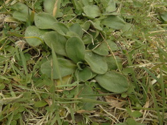 Craspedia robusta pedicellata