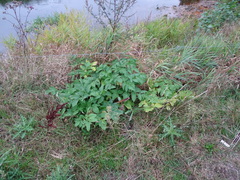 Angelica archangelica