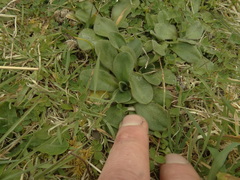 Craspedia robusta pedicellata