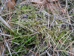 Pleurozium schreberi