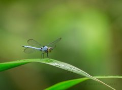 Chalcostephia flavifrons