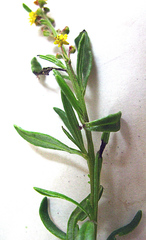 Tetragonia saligna
