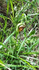 Pterostylis cucullata
