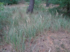 Calamagrostis epigejos
