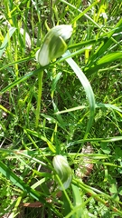 Pterostylis curta