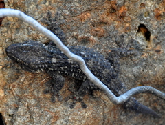 Tarentola mauritanica mauritanica