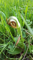 Pterostylis cucullata