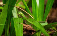 Hapsidophrys smaragdinus