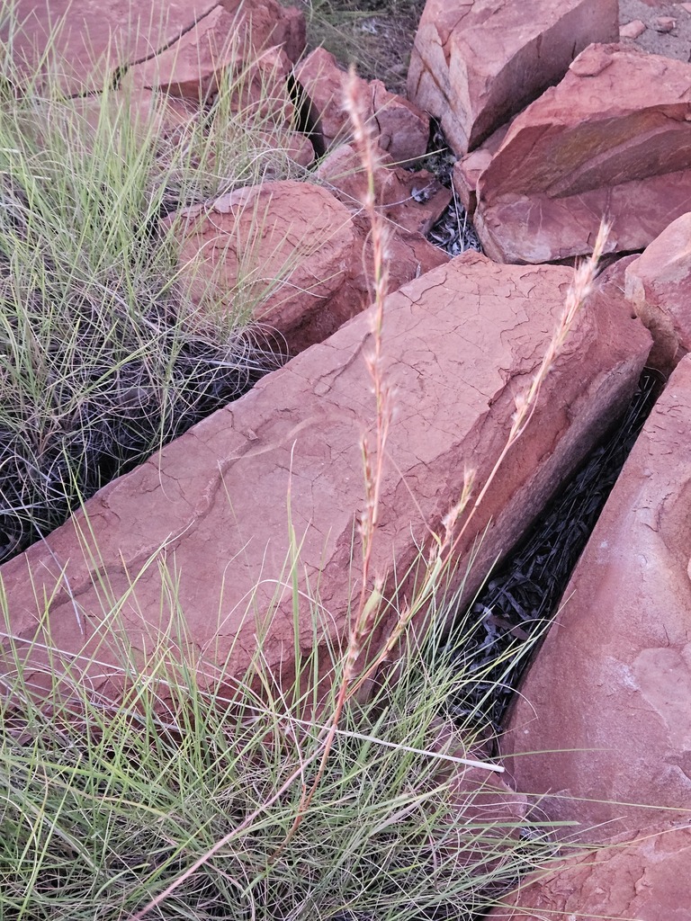 Cymbopogon dependens