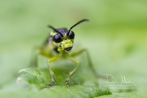 Common Green-Tenthredo