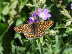 Euphydryas intermedia