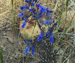 Teucrium orientale