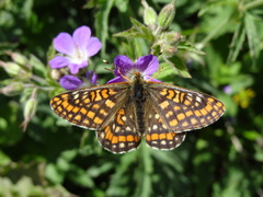 Euphydryas intermedia