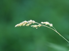 Dactylis glomerata lobata