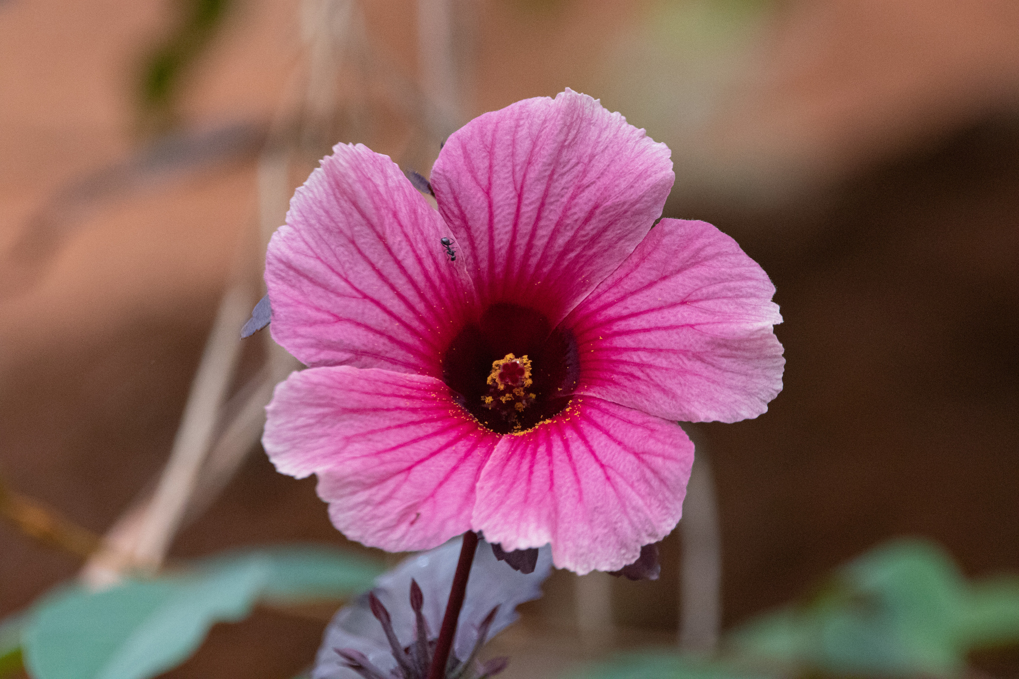 Hibiscus acetosella
