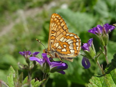 Euphydryas intermedia