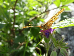 Euphydryas intermedia