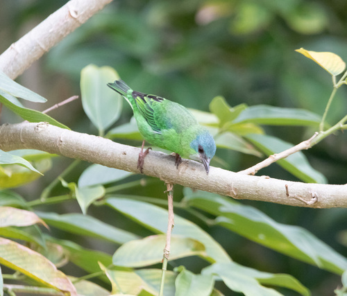 Blue Dacnis