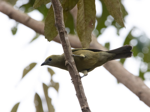 Palm Tanager