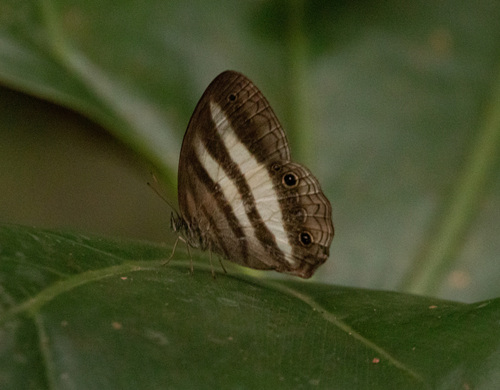 White Satyr