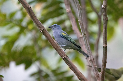 Golden-chevroned Tanager