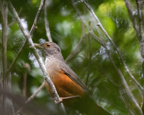 Rufous-bellied Thrush