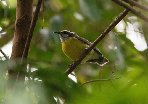 Bananaquit