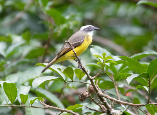 Social Flycatcher